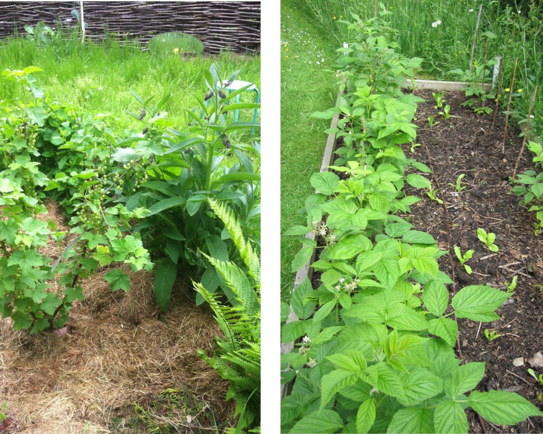 edible landscaping soft fruit